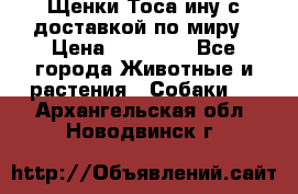 Щенки Тоса-ину с доставкой по миру › Цена ­ 68 000 - Все города Животные и растения » Собаки   . Архангельская обл.,Новодвинск г.